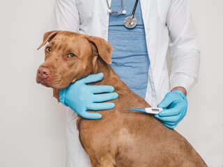 Cute dog, veterinarian and electronic thermometer. Close-up, white isolated background. Studio...