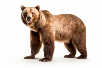 Obraz premium Bear isolated on white background. Animal left side portrait.