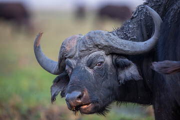 Portrait of large male Buffalo on the banks of Chobe River, Kasane, Botswana.