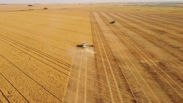 Aerial working combine harvesting a barley field under extreme dry conditions in straight rows on the Canadian prairies in Rocky County Alberta Canada.
