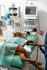 Great Dane dog on the operating table during operation. under general anesthesia. veterinary operating room.  unconsciousness. dog leg surgery