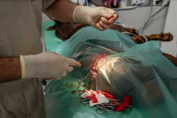 surgical suture in progress. 
 veterinary surgery. sewing up an incision on the body of the thigh...