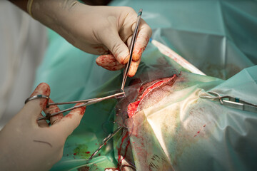veterinary surgery. removal of a tumor on the thigh of a large dog. close-up a surgeon in sterol gloves sews up an incision on the skin. surgical suture stitch. final part of  surgery in progress