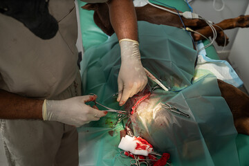 veterinary surgery. removal of a tumor on the thigh of a large dog. top view from surgeon in sterol...