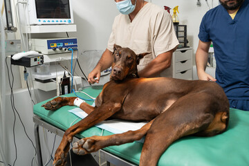Great Dane dog on the operating table before operation. blurred eyes look before action hit of...