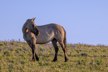 Fototapeta na wymiar Wild Horse in Summer in the Pryor Mountains Wild Horse Range Montana