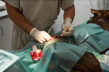 surgeon veterinarian makes an operation on great dane on the operating table. Surgery to remove a tumor on a dog's thigh is in progress. Dog under general anesthesia. incision and separation of skin