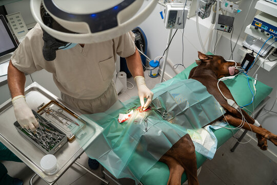 Great Dane dog on the operating table during operation. under general anesthesia. veterinary operating room.  unconsciousness. dog leg surgery