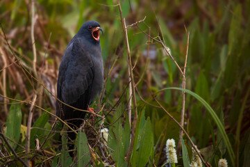Hawk in natural vegetation. The snail kite (Rostrhamus sociabilis), a bird of prey.