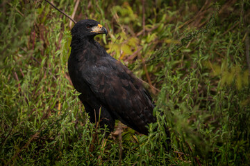 A black Hawk. The great black hawk (Buteogallus urubitinga)