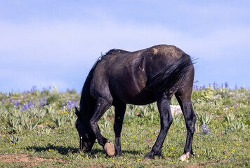 Wild Horse in Summer in the Pryor Mountains Wild Horse Range Montana