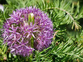 Flower over blurred natural background