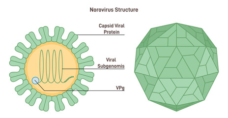 Norovirus strucutre. Microscopic model of winter vomiting disease pathogen. - obrazy, fototapety, plakaty