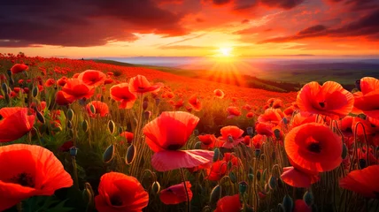 Fototapeten beautiful poppies field with sunset sky © Fantastic