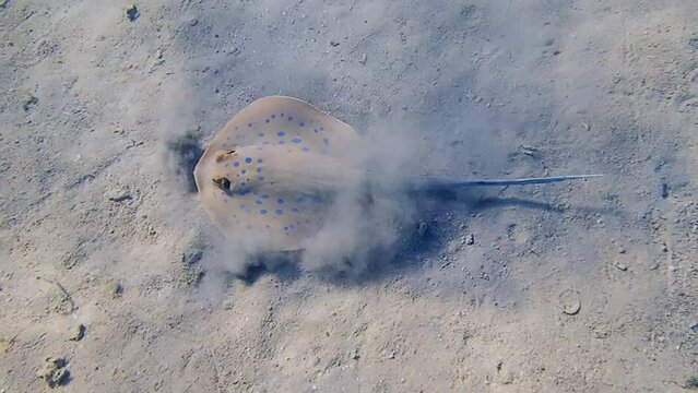 Video of bluespotted ribbontail ray (Taeniura lymma)