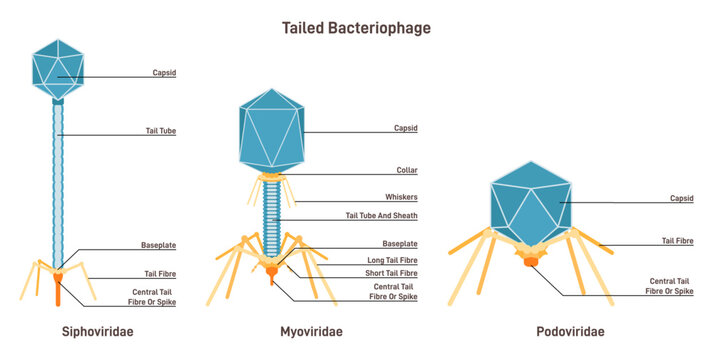 Tailed bacteriophage Myoviridae, siphoviridae and podoviriade, microscopic