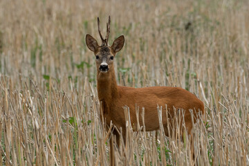 A beautiful roe deer in a golden field of grain in the breeding season