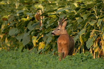 A beautiful roe deer in the green grass in the breeding season