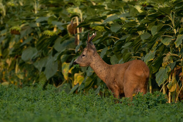 Naklejka na ściany i meble A beautiful roe deer in the green grass in the breeding season