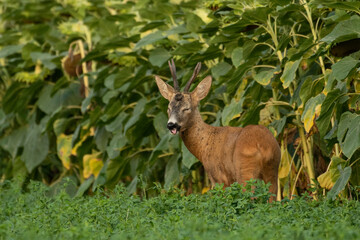 A beautiful roe deer in the green grass in the breeding season