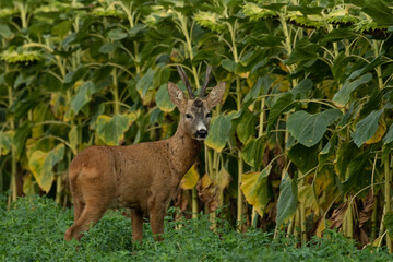 A beautiful roe deer in the green grass in the breeding season