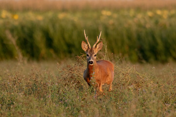 A beautiful roe deer in the green grass in the breeding season