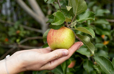 harvest of apples on a branch in the garden