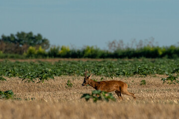 A beautiful roe deer in a golden field of grain in the breeding season