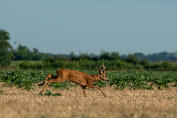 A beautiful roe deer in a golden field of grain in the breeding season