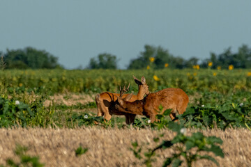 A beautiful roe deer in a golden field of grain in the breeding season