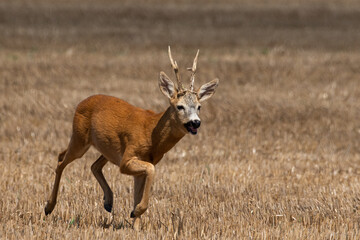 A beautiful roe deer in a golden field of grain in the breeding season