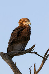 Juvenile Bateleur Eagle, Kgalagadi Transfrontier Park, Kalahari