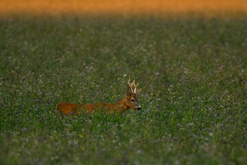 A beautiful roe deer in the green grass in the breeding season