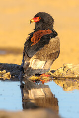 Bateleur eagle at the waterhole, Kgalagadi, Kalahari 