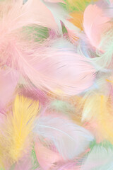 Obraz premium Colorful feather background, top view.
