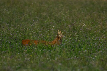 A beautiful roe deer in the green grass in the breeding season