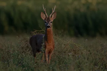 Fotobehang A beautiful roe deer in the green grass in the breeding season © predrag1