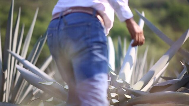 Jimador trabajando en un campo de agave