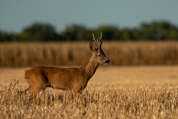 A beautiful roe deer in a golden field of grain in the breeding season