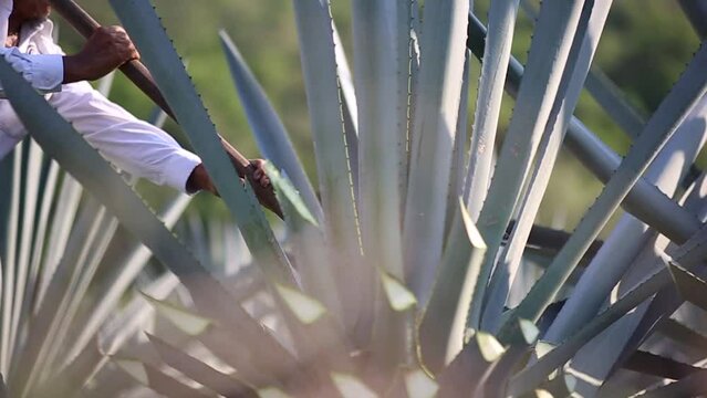 Jimador trabajando en un campo de agave