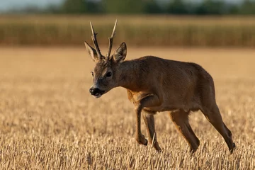 Deurstickers A beautiful roe deer in a golden field of grain in the breeding season © predrag1