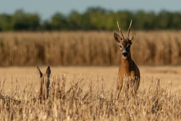 Selbstklebende Fototapeten Rehe A beautiful roe deer in a golden field of grain in the breeding season  © predrag1