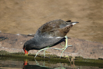 Common Moorhen, Kruger National Park, South Africa