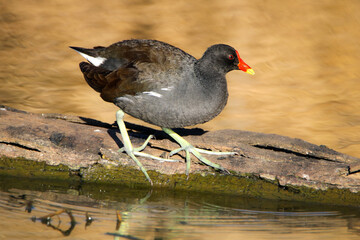 Common Moorhen, Kruger National Park, South Africa