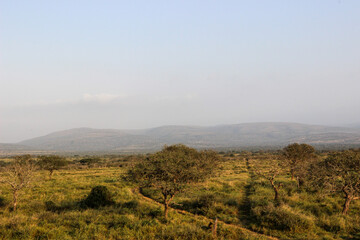 Lush vegetation and landscape of Mkhuze Game Reserve, Zululand, KwaZulu Natal, South Africa