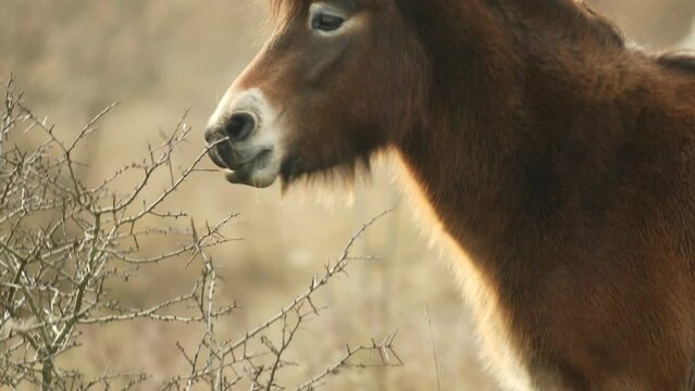 Closeup sunlit wild exmoor pony horse nibbling a bush, standing in the middle of pasture in late autumn nature habitat in Milovice, Czech republic. Protected animals considered as horse ancestor