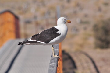 Gaviota a punto de emprender su vuelo