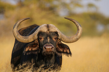 Cape or African buffalo bull, game farm in the Kalahari, South Africa