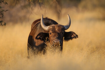 Cape or African buffalo, South Africa