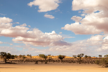 Cloudy Kalahari landscape, Kgalagadi Transfrontier Park, South Africa